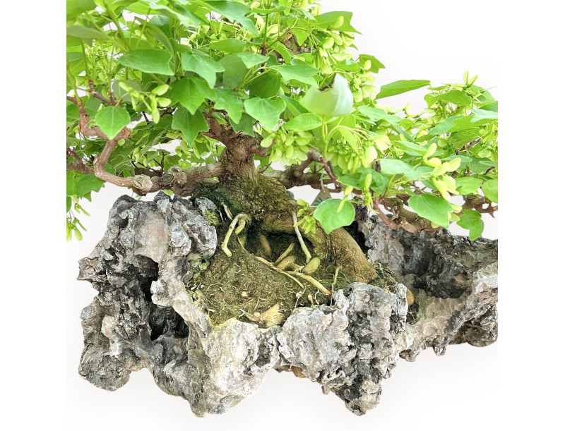 Acer Buergerianum - Acero - 49 cm