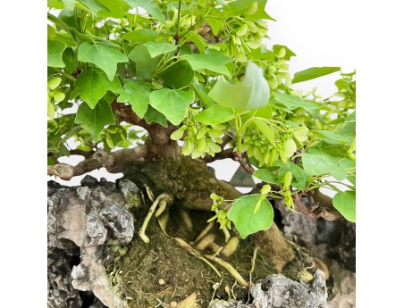 Acer Buergerianum - Arce - 49 cm