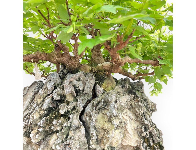 Acer Buergerianum - Maple - 49 cm