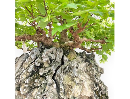 Acer Buergerianum - Arce - 49 cm
