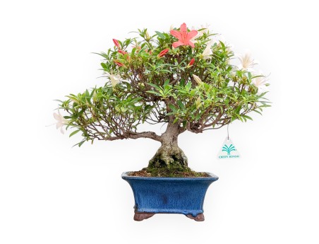 Rhododendron Indicum - Azalea - 39 cm