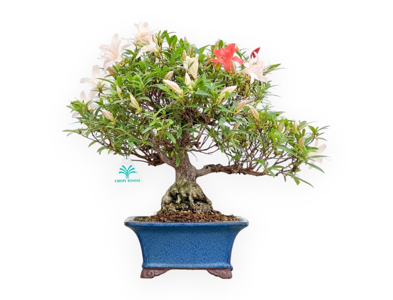 Rhododendron Indicum - Azalea - 39 cm