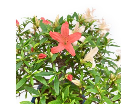 Rhododendron Indicum - Azalea - 39 cm