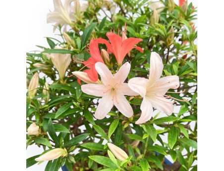 Rhododendron Indicum - Azalea - 39 cm