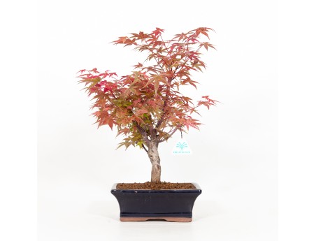 Acer palmatum deshojo - Maple - 34 cm