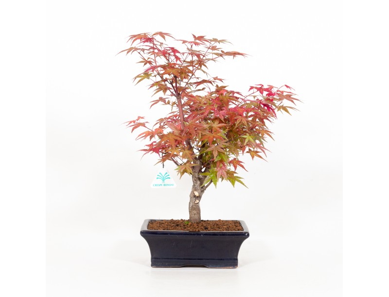 Acer palmatum deshojo - Maple - 34 cm