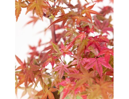 Acer palmatum deshojo - Maple - 34 cm