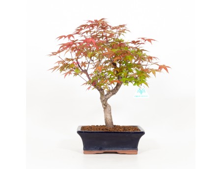 Acer palmatum deshojo - Acero - 34 cm