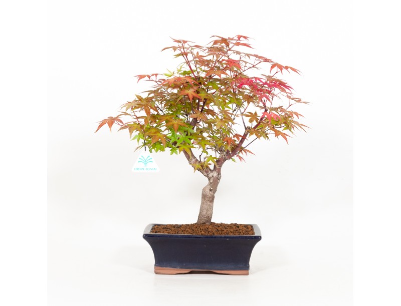 Acer palmatum deshojo - Maple - 34 cm