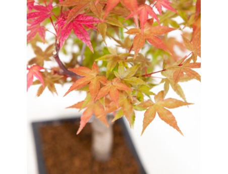 Acer palmatum deshojo - Acero - 34 cm