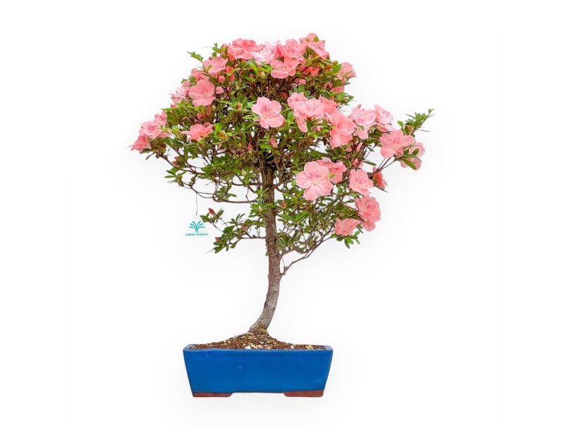 Rhododendron Indicum Wakaebisu – Azalee – 60 cm