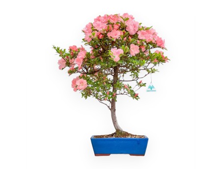 Rhododendron Indicum Wakaebisu – Azalee – 60 cm