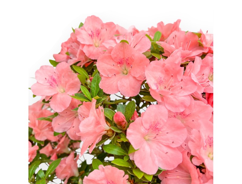 Rhododendron Indicum Wakaebisu – Azalee – 60 cm