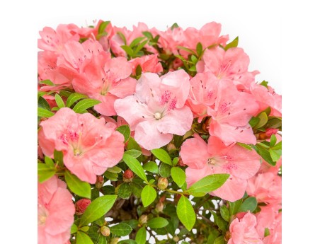 Rhododendron Indicum Wakaebisu – Azalee – 60 cm