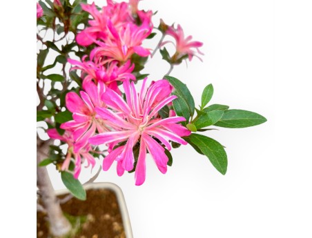 Rhododendron Indicum Hanabin – Azalee – 68 cm