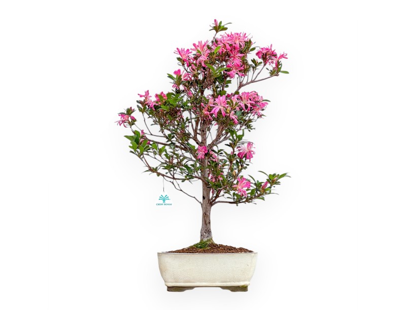 Rhododendron Indicum Hanabin – Azalee – 68 cm
