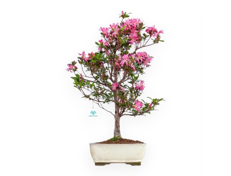 Rhododendron Indicum Hanabin – Azalee – 68 cm