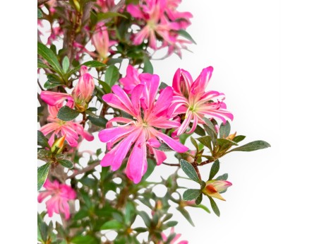 Rhododendron Indicum Hanabin - Azalea - 68 cm