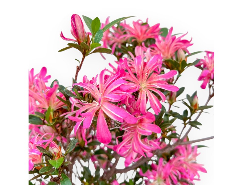 Rhododendron Indicum Hanabin – Azalee – 68 cm