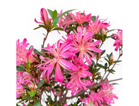 Rhododendron Indicum Hanabin - Azalea - 68 cm