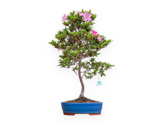 Rhododendron Indicum Hanashishu - Azalée - 67 cm
