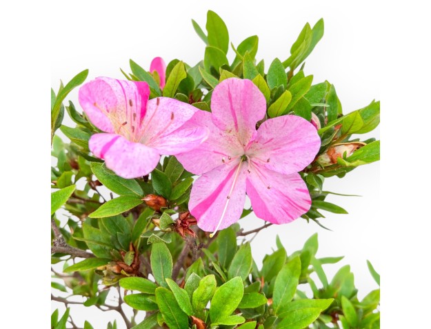 Rhododendron Indicum Hanashishu - Azalea - 67 cm 2