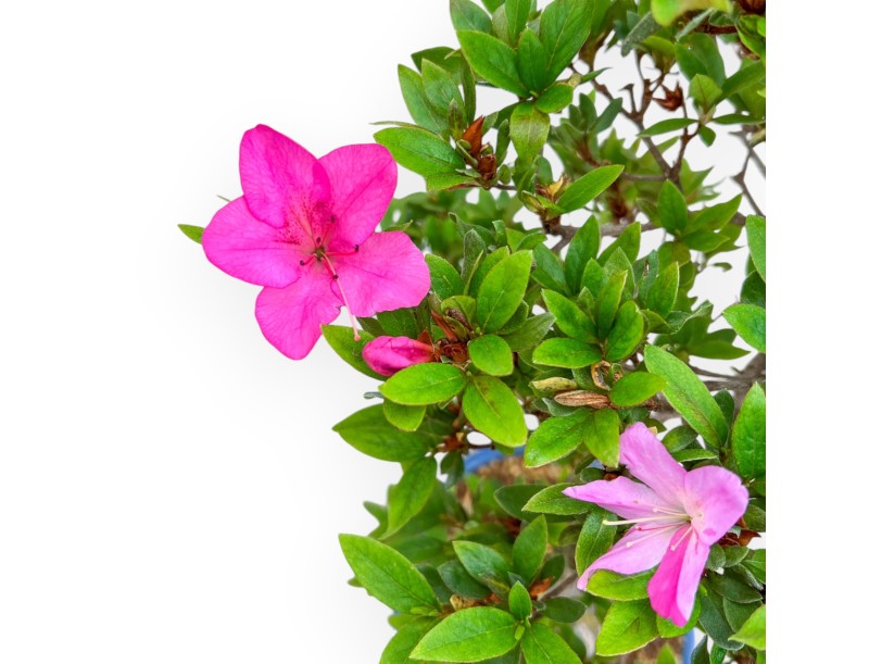 Rhododendron Indicum Hanashishu - Azalea - 67 cm