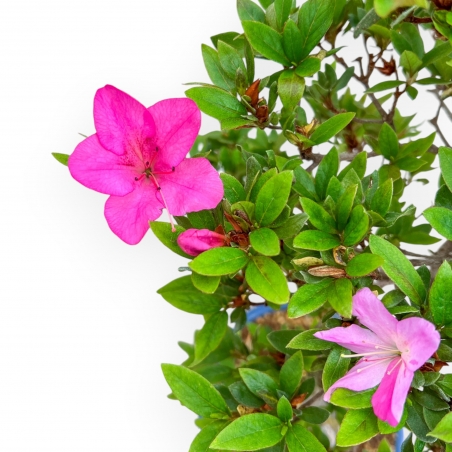 Rhododendron Indicum Hanashishu - Azalea - 67 cm
