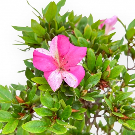 Rhododendron Indicum Hanashishu - Azalée - 67 cm