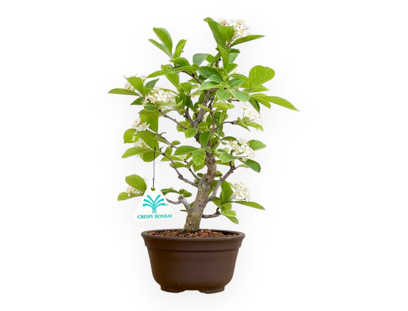 Pourthiaea Villosa - 26 cm