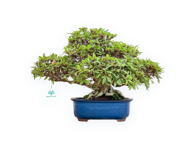 Rhododendron Indicum - Azalea - 36 cm