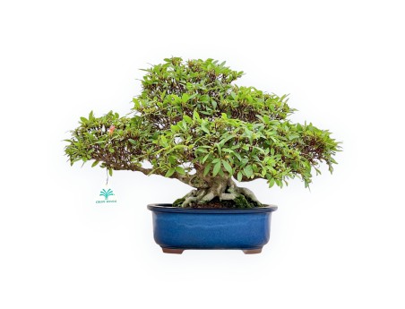 Rhododendron Indicum - Azalee - 36 cm