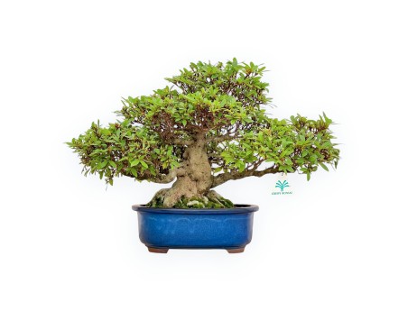 Rhododendron Indicum - Azalea - 36 cm