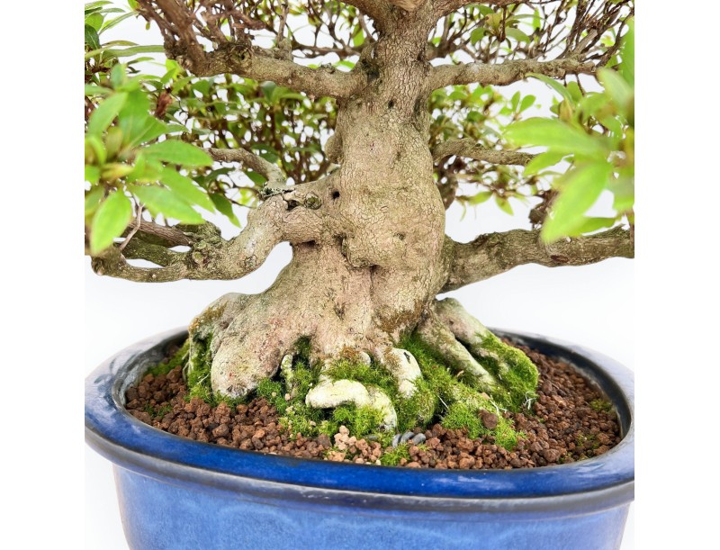 Rhododendron Indicum - Azalee - 36 cm