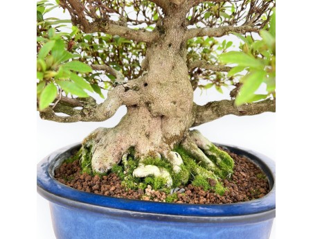 Rhododendron Indicum - Azalee - 36 cm