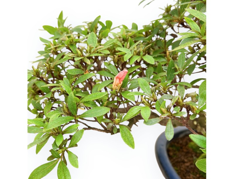 Rhododendron Indicum - Azalee - 36 cm