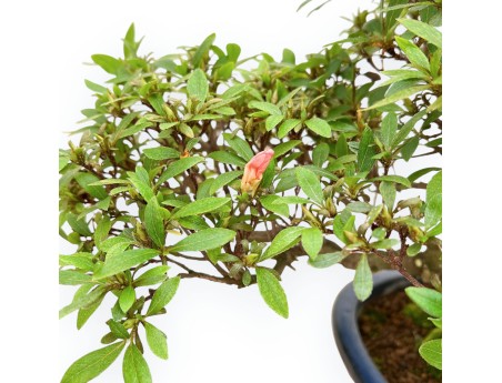 Rhododendron Indicum - Azalee - 36 cm