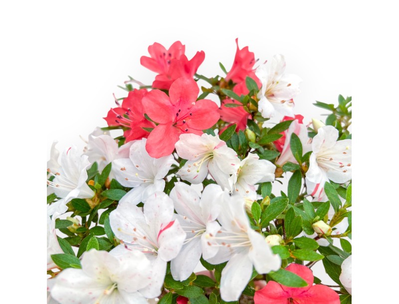 Rhododendron Indicum - Azalée - 33 cm