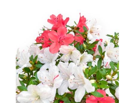 Rhododendron Indicum - Azalée - 33 cm