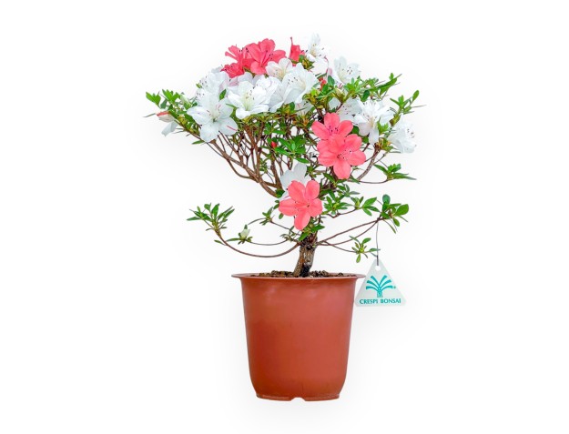 Rhododendron Indicum - Azalea - 33 cm