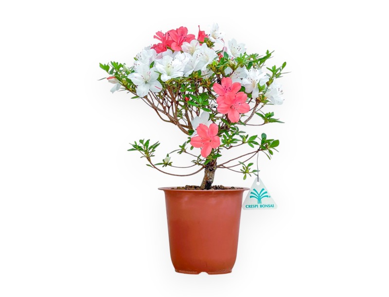 Rhododendron Indicum - Azalea - 33 cm