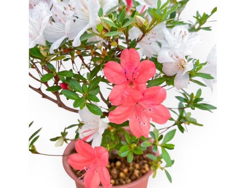 Rhododendron Indicum - Azalée - 33 cm