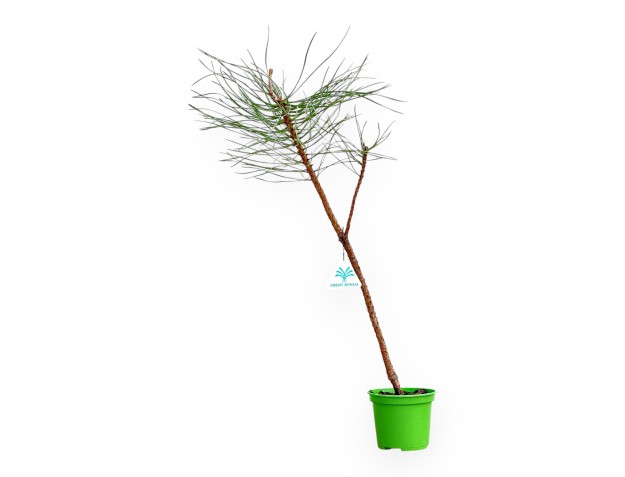 Pinus Nigra - Black Pine - 49 cm
