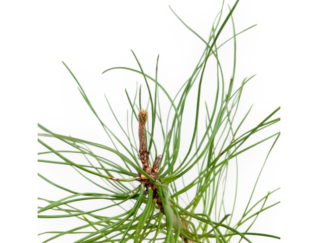 Pinus Nigra - Pin Noir - 49 cm 2