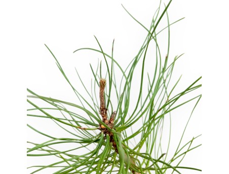 Pinus Nigra - Black Pine - 49 cm