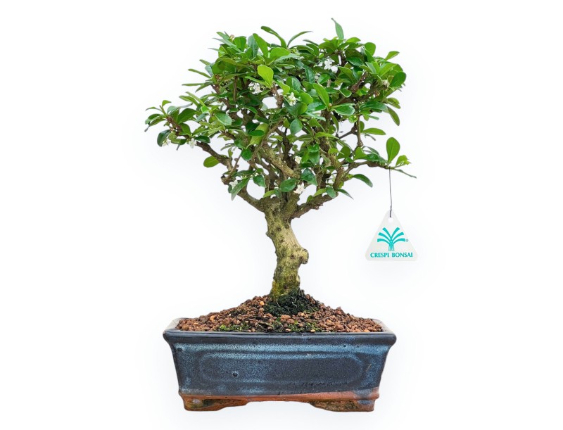 Carmona Macrophylla - Pianta del tè - 32 cm