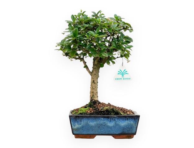 Carmona Macrophylla - Pianta del tè - 32 cm 2