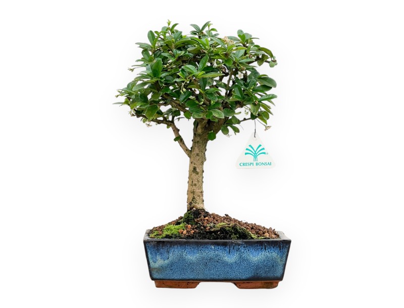 Carmona Macrophylla - Arbre à thé - 32 cm