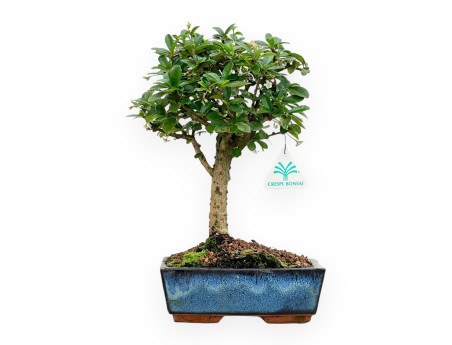 Carmona Macrophylla - Tea tree - 32 cm