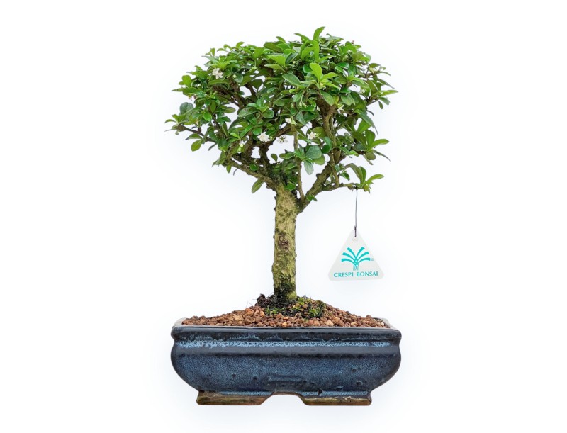 Carmona Macrophylla - Tea tree - 32 cm